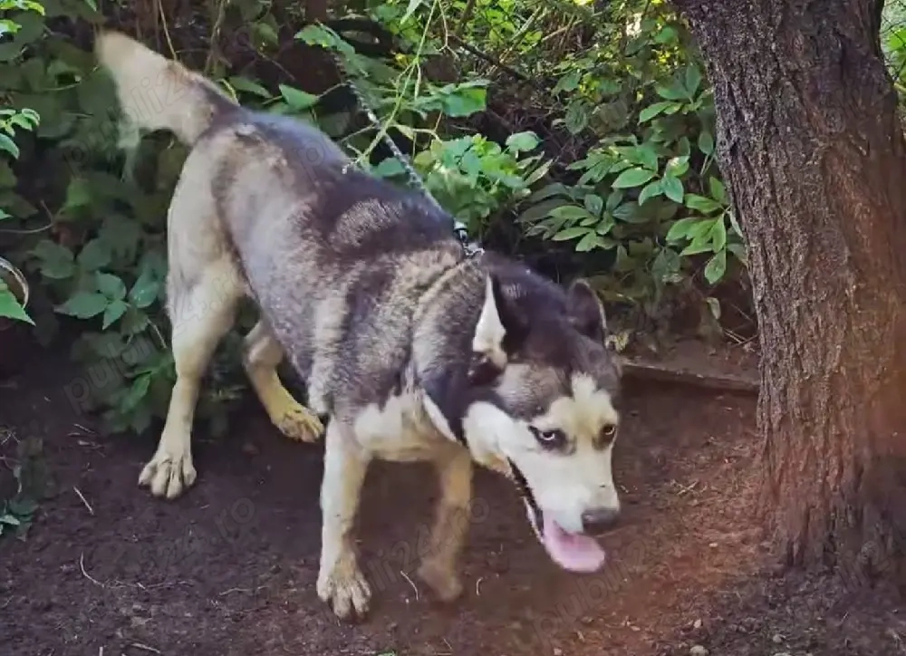 vad cățelușa husky siberiana