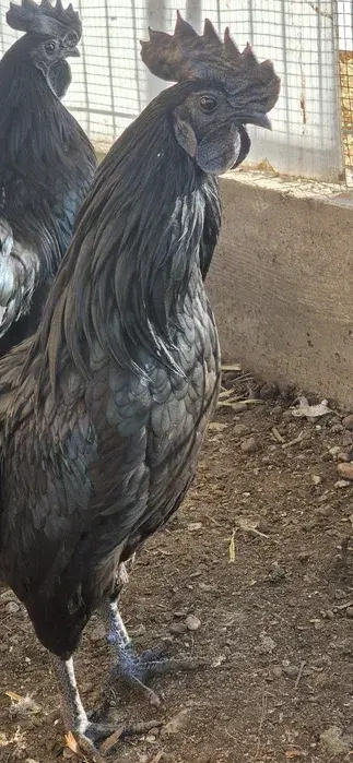 Cocos Negru Ayman Cemani