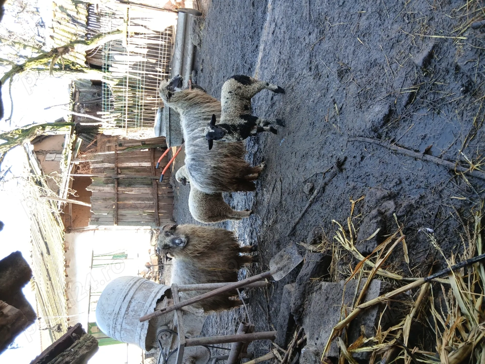 Vând două oi cu doi miei mari.