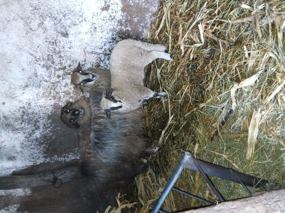 Am de vânzare două oi.