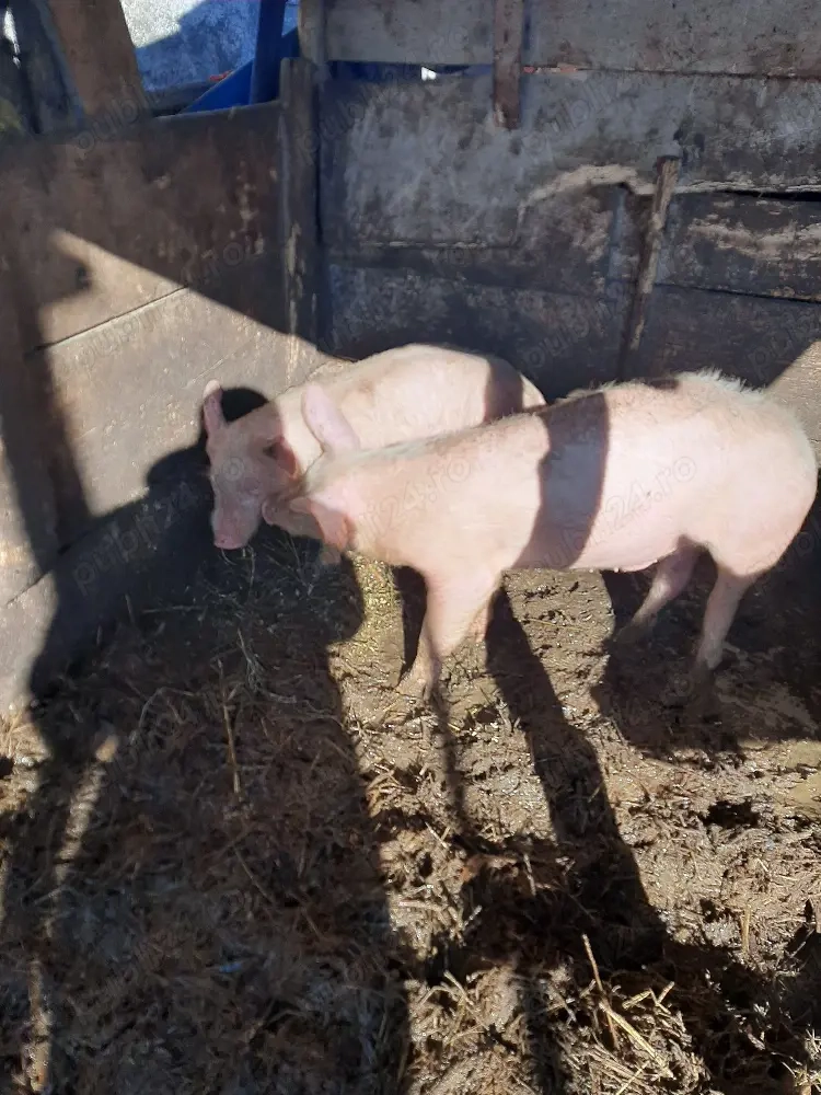 vand porci purcei pret negociablil la fata locului