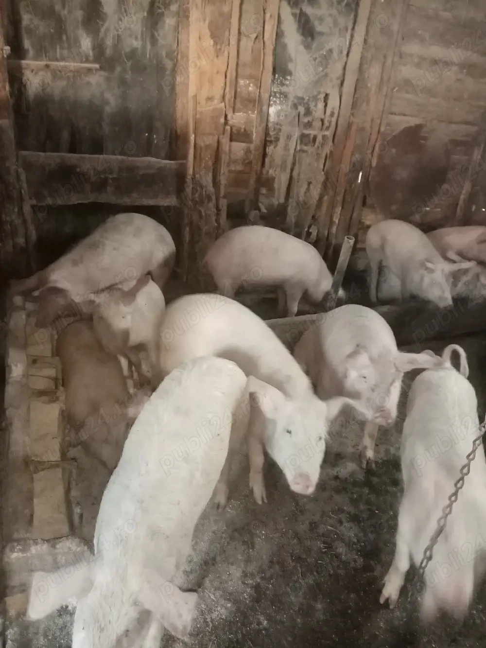 Soldani de vânzare. 