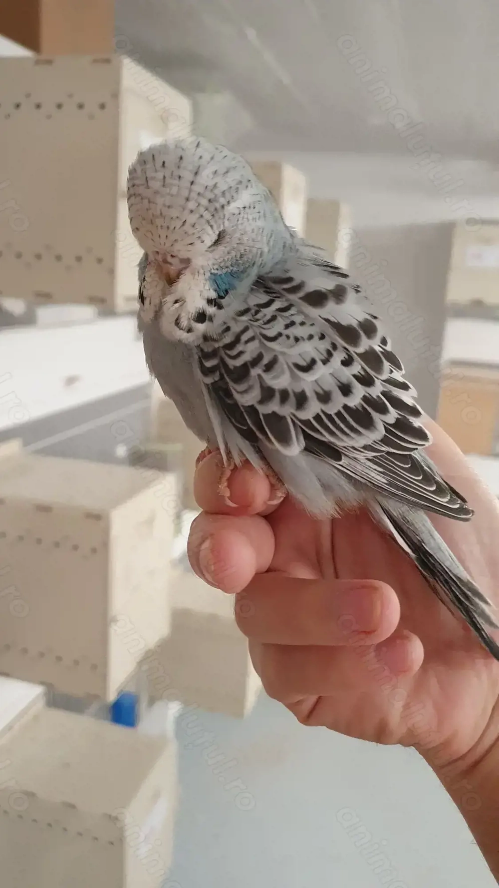 Adulti sau Pui de perusi semistandard si standard blanzi