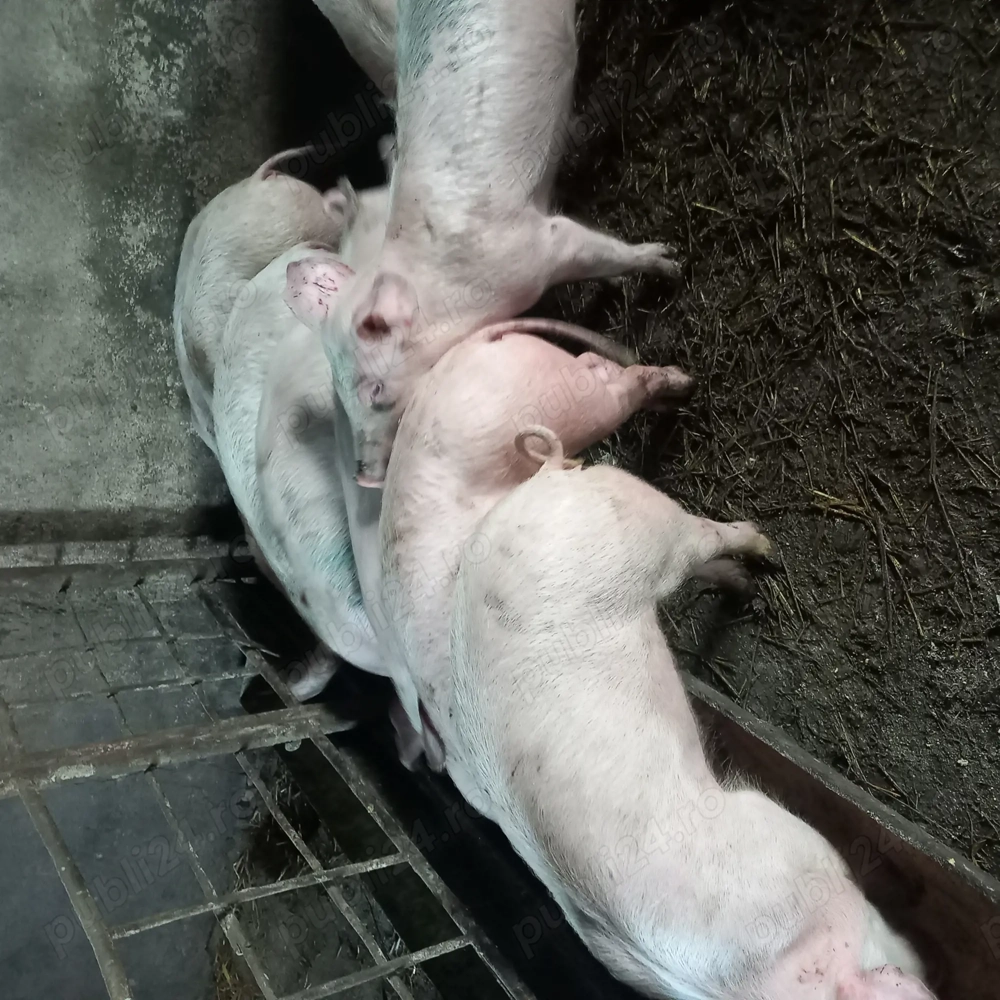 Soldani de vanzare 14 sapt.