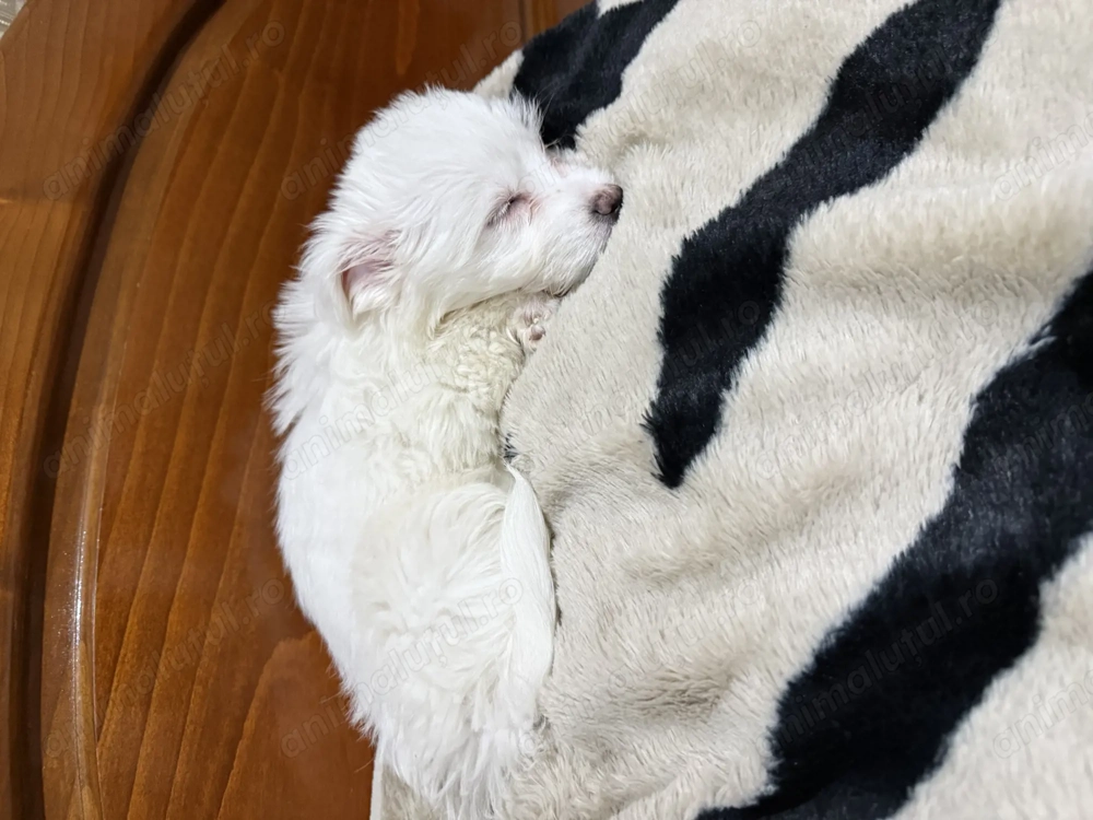 Vand bichon  minitoy