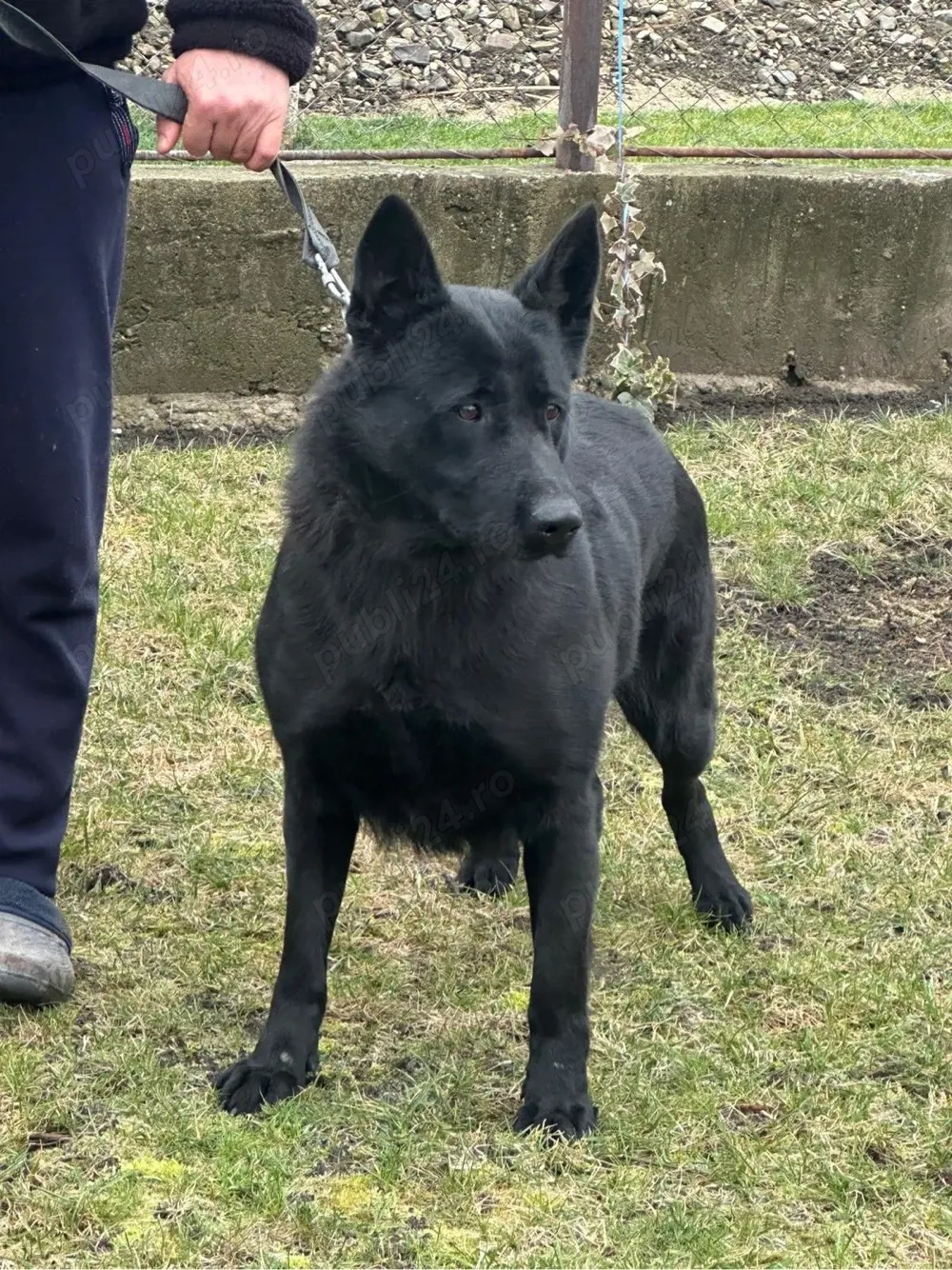 Femela ciobanesc german alsacian