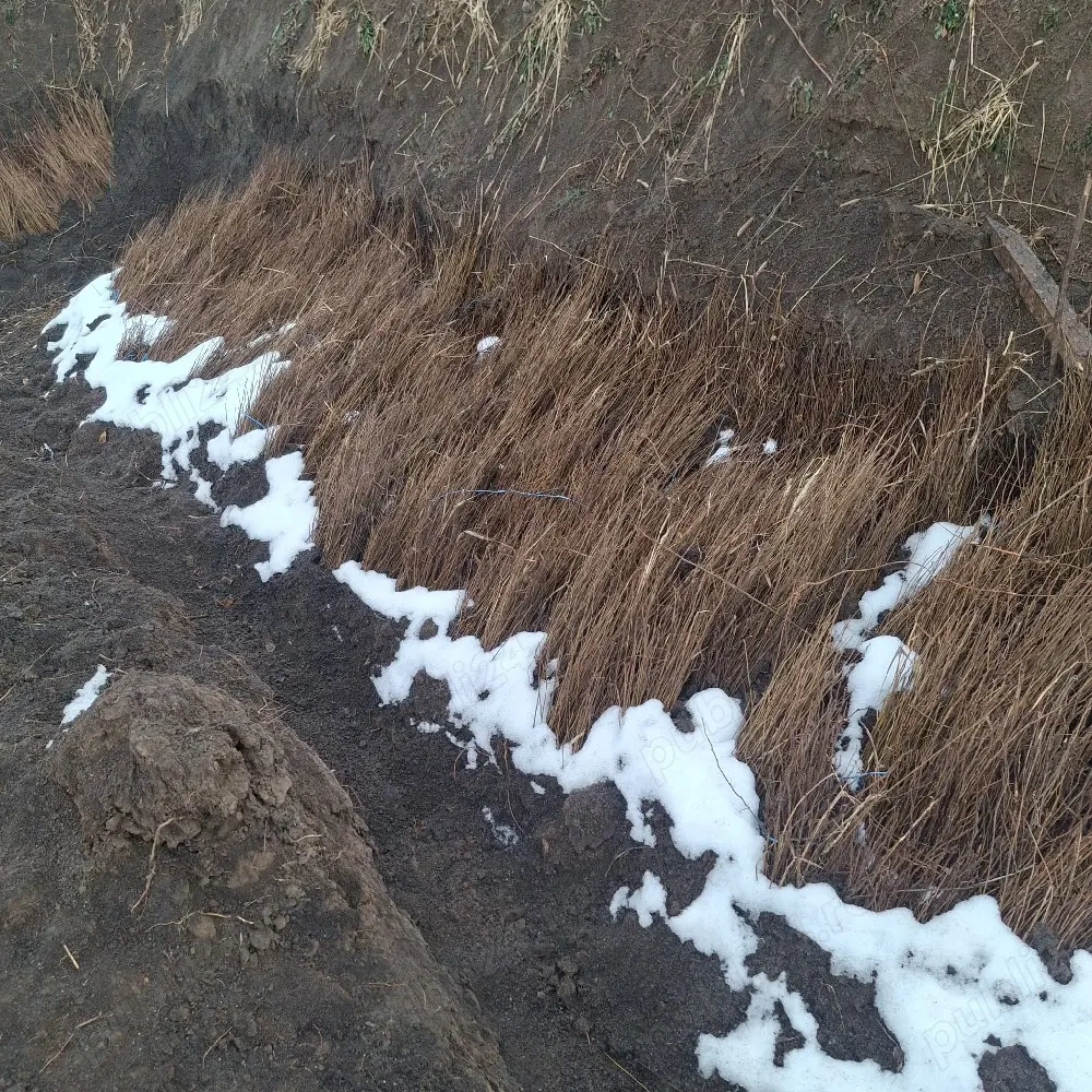 Puieti salcâm robinia Pseudacia .analtimea de 70 80 cm.trimitem an țară prin fan curier rapid 24h pe
