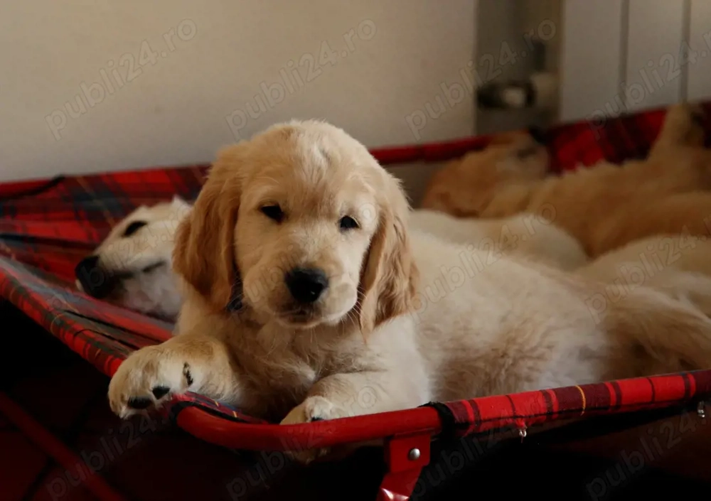 Golden Retriever, genetică superioară, căței la 2 luni