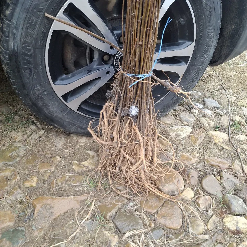 Puieti salcâm robinia Pseudacia .analtimea de 70 80 cm.trimitem an țară prin fan curier rapid 24h pe