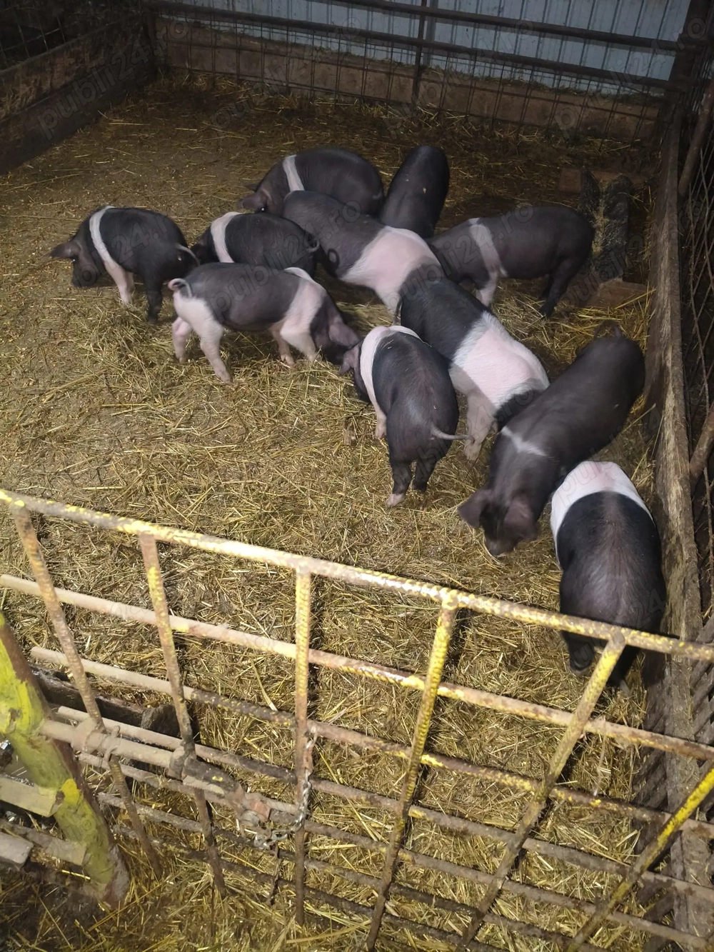 Purcei și burlinci de vînzare. 