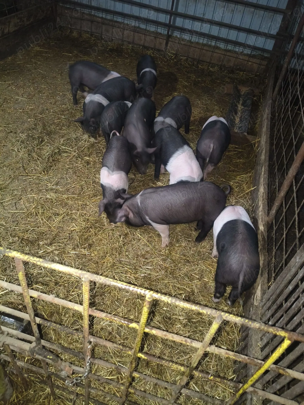 Purcei de vînzare și burlinci. 