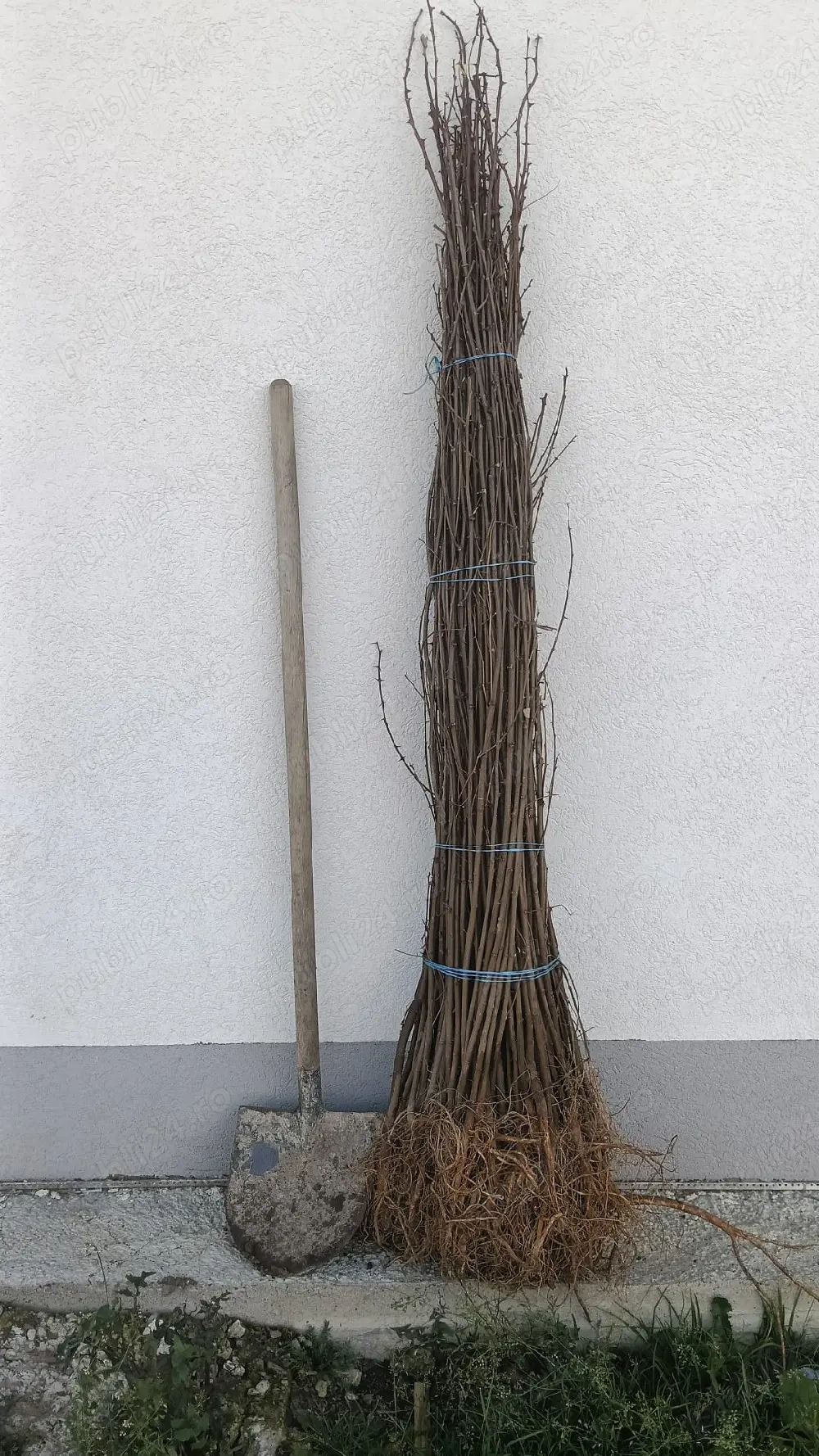 Salcâm alb   Robinia Pseudoacacia   puieți sănătoși   proaspăt recoltați   prindere foarte bună 