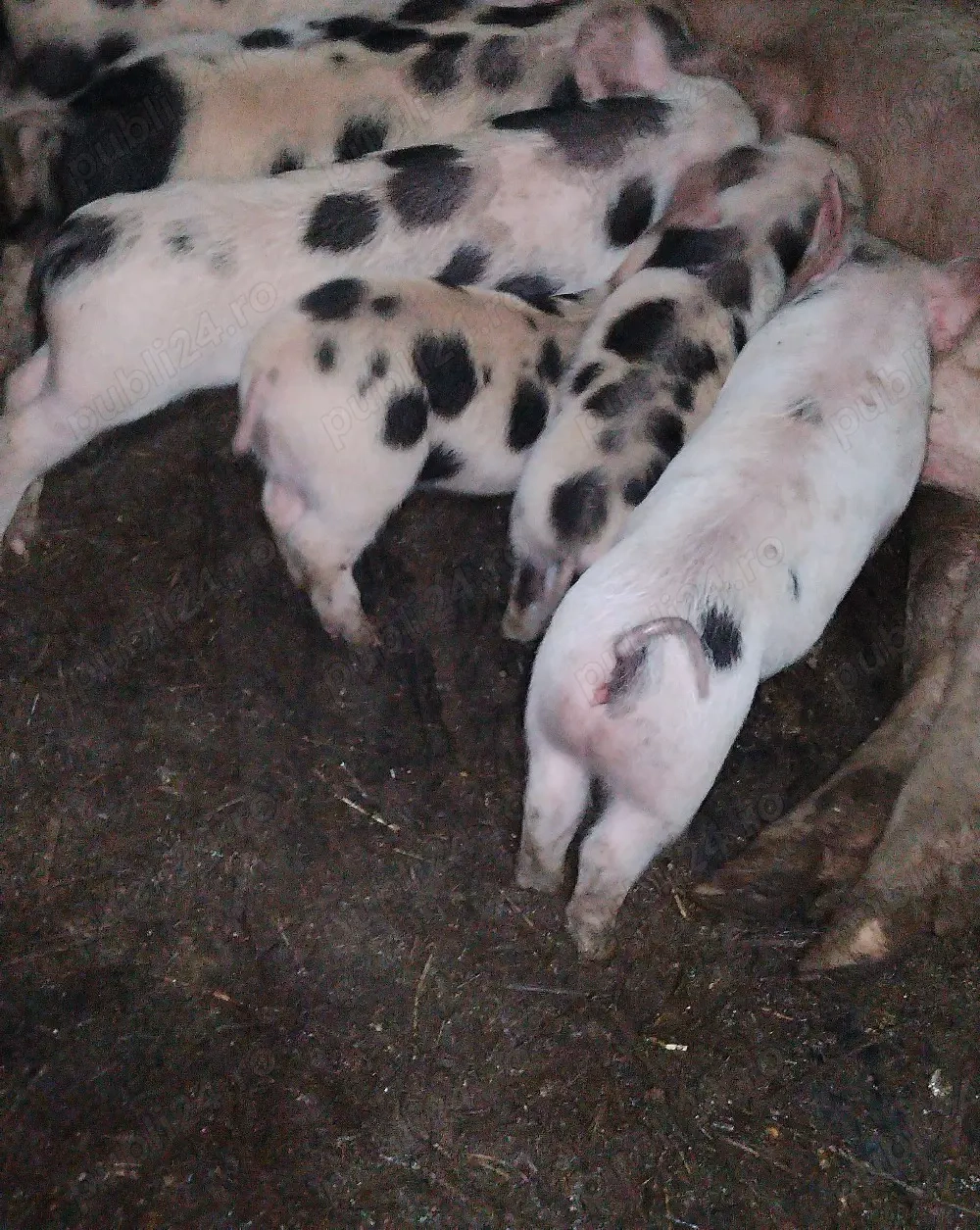 vând scroafă cu purcei 