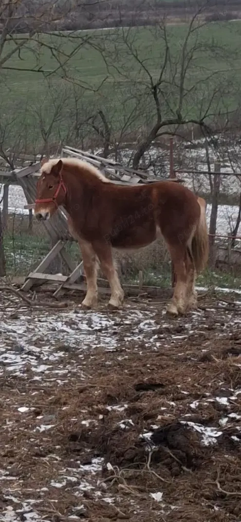Armăsar 8 luni vând sau schimb cu oi