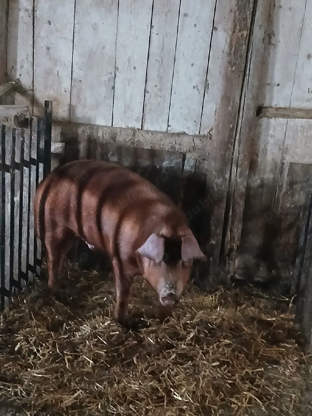 vând mascul duroc cu pitrean