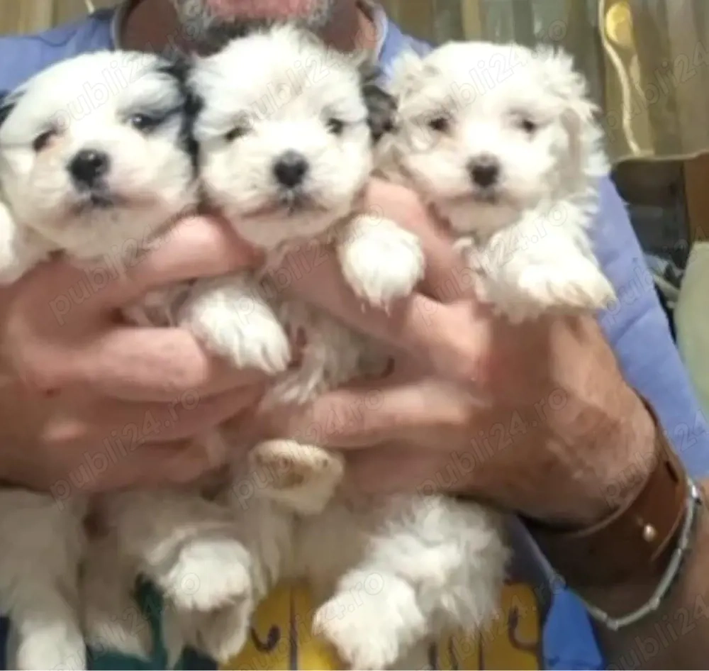 Vând căței bichon