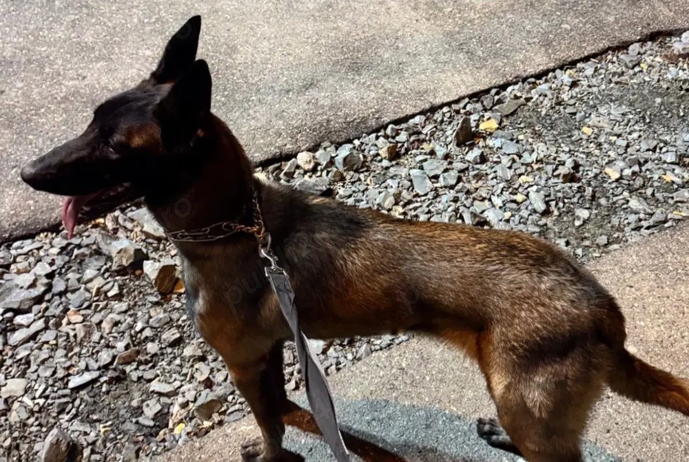 Belgian Malinois - 10 luni