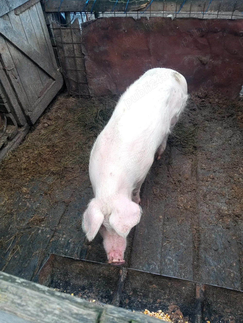 Vând porc de tăiat sau de ținut 