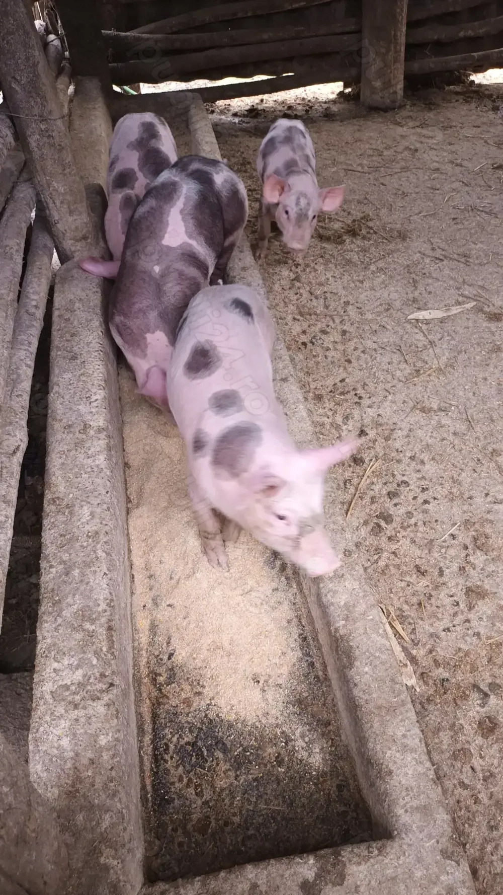 Vând purcei frumoși 