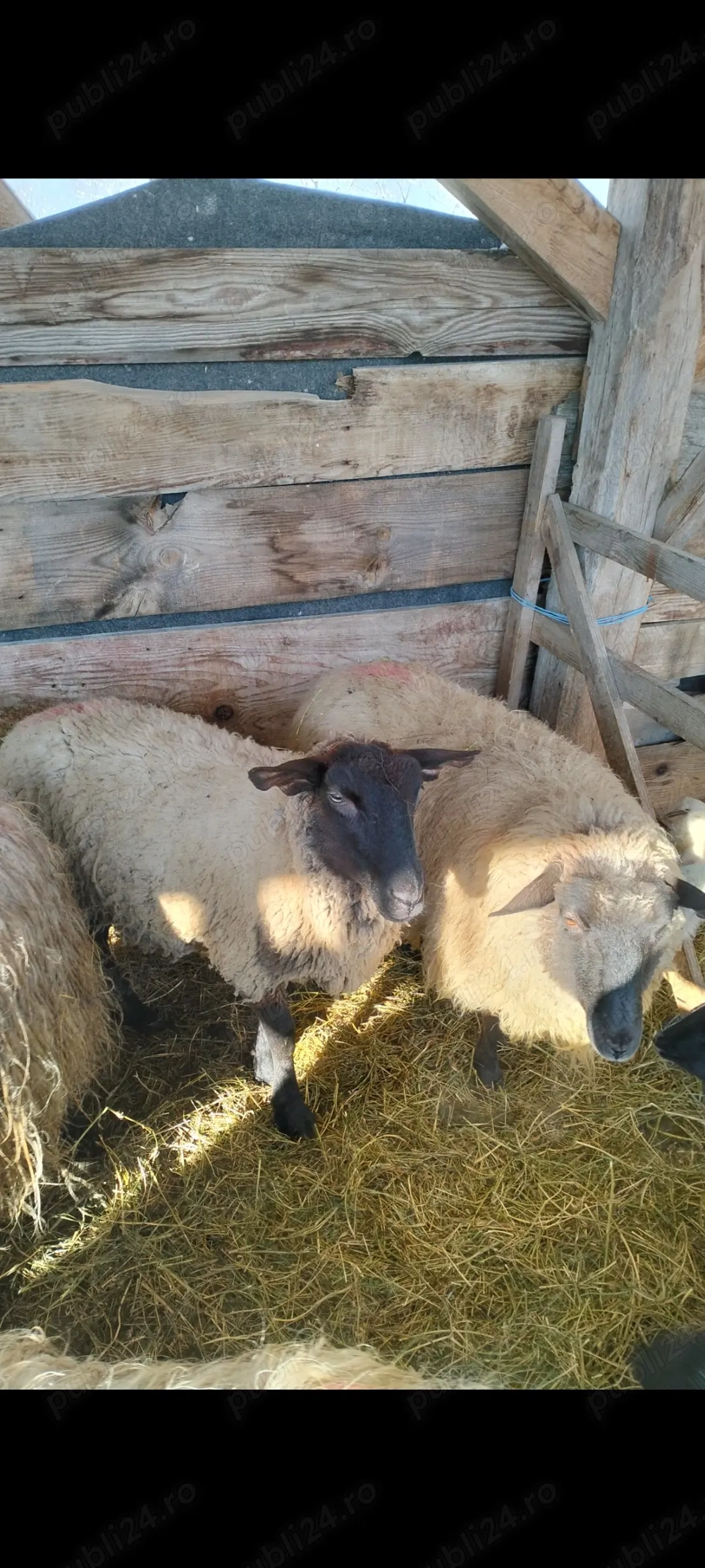 Oi de vânzare cu miel lângă ea