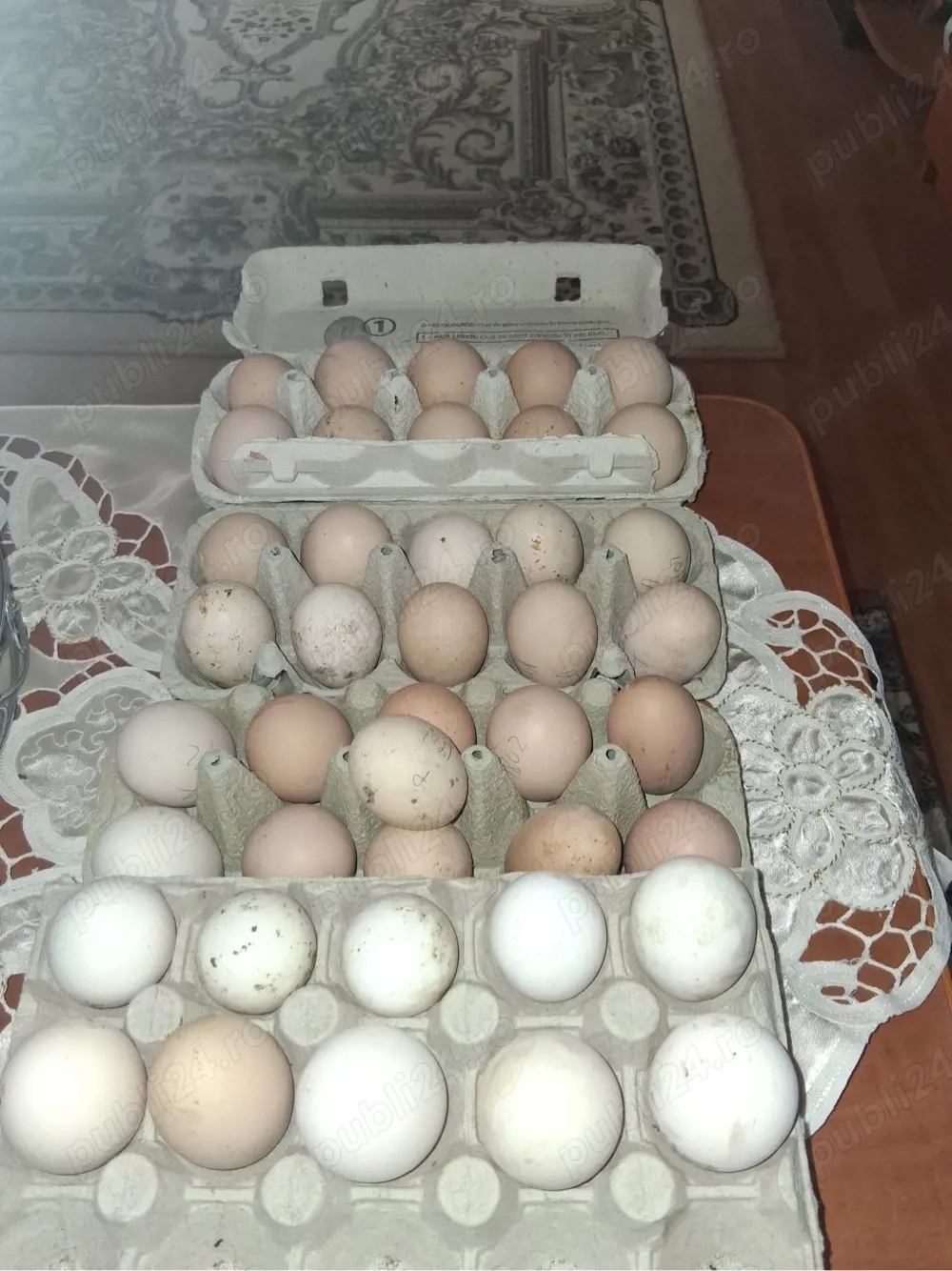 Gaini de rasa, cocosi albi, oua pt incubat