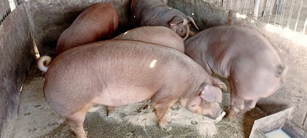 Între 120 și 170 kg preț 10 lei kg