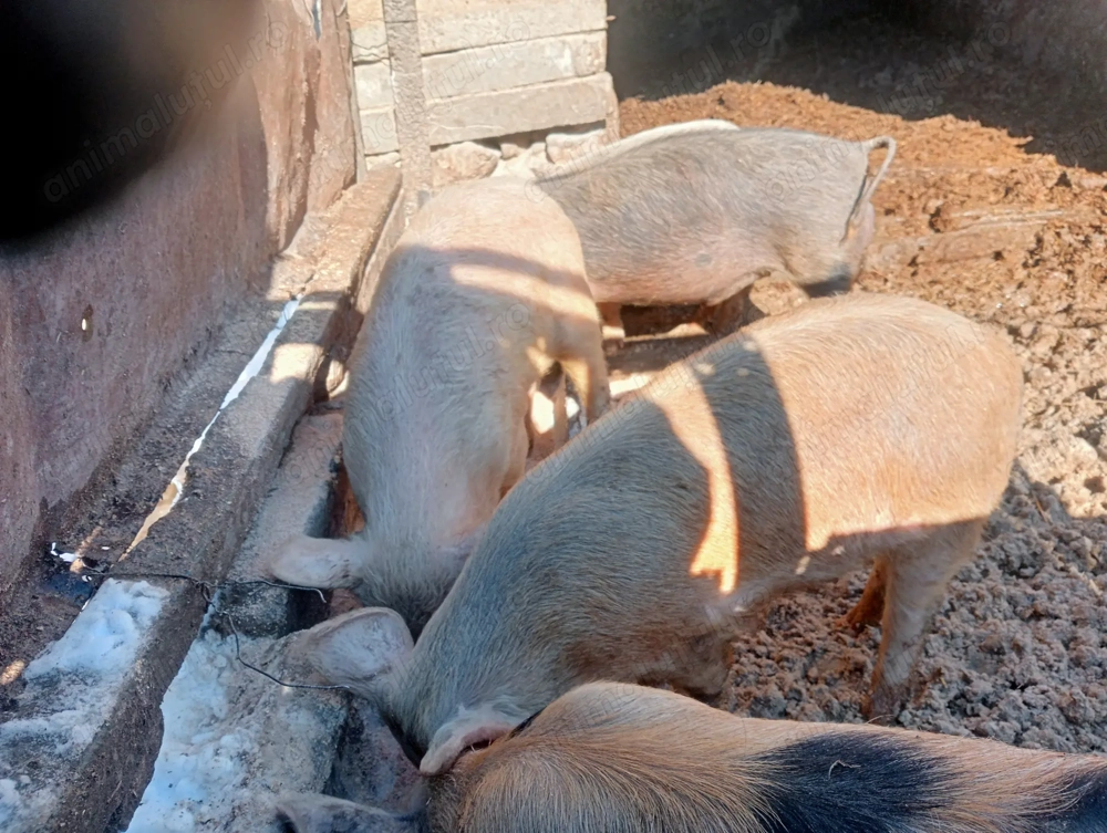 Vând purcei crescuți bio 