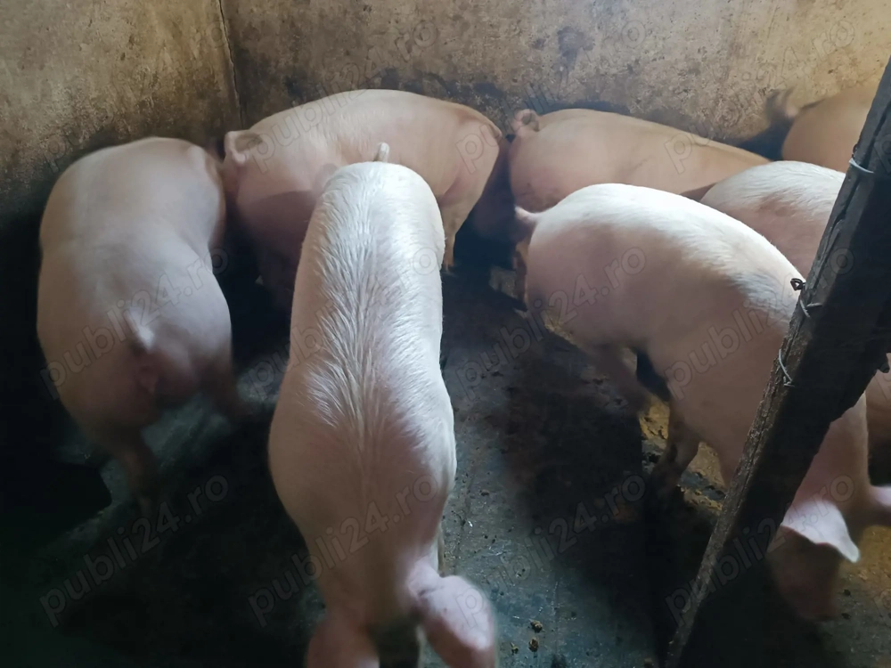 Porci de Carne Pic 80-100kg