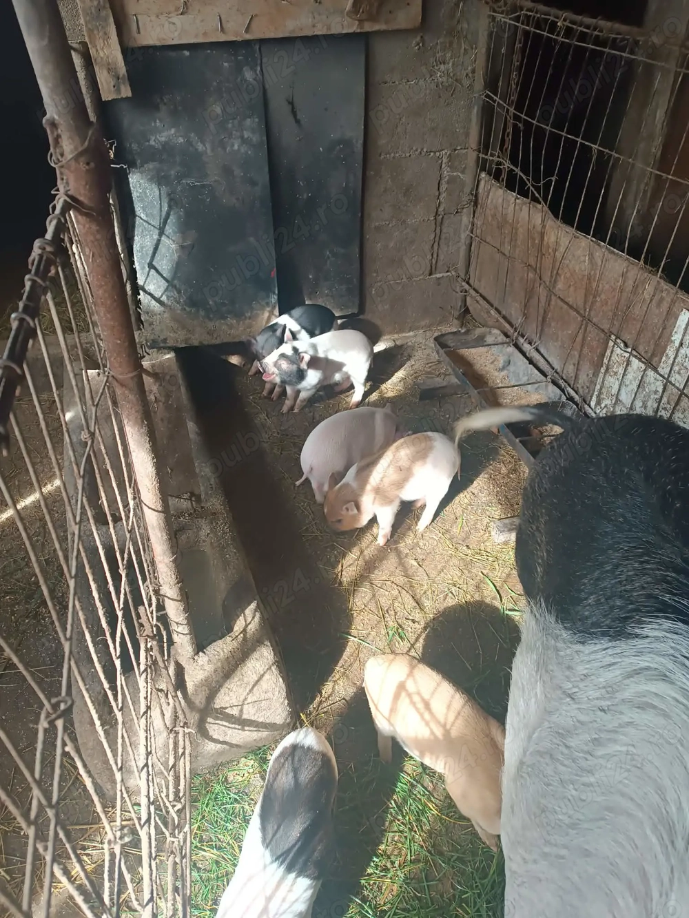 Vand purcei bazna cu mangalita  si vitnamez