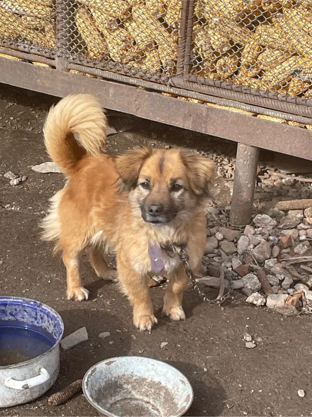 Vand Metis Pekingese 