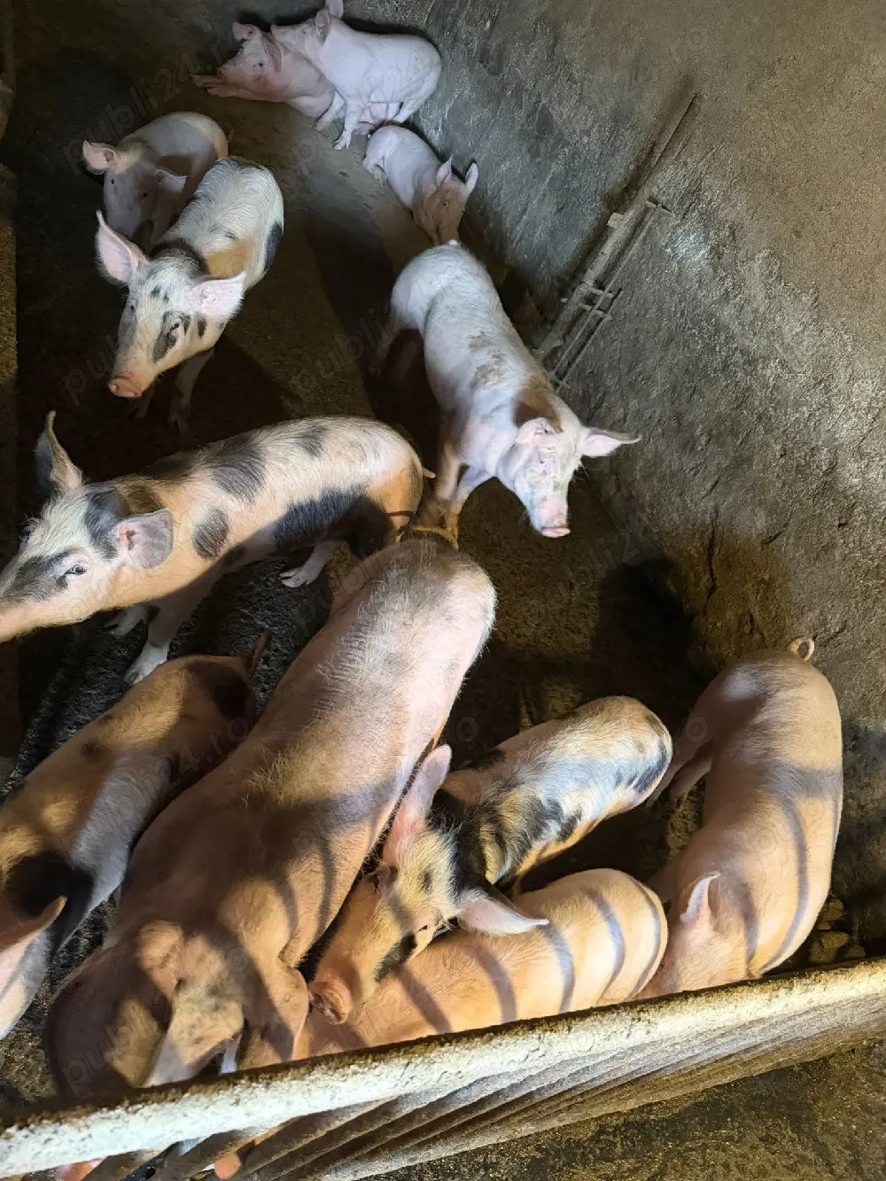 Șoldani disponibili 