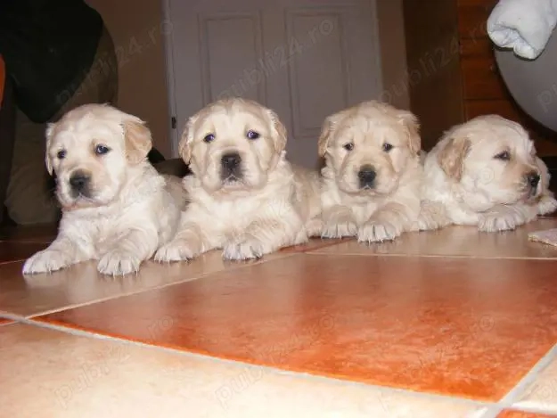 Vand catelusi Golden Retriever