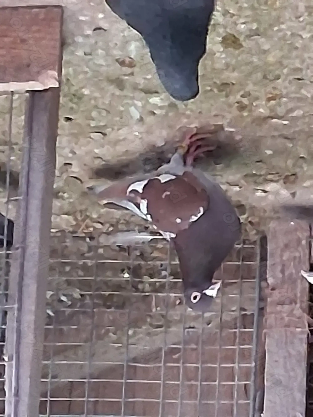 Porumbei voiajori, culori rare 