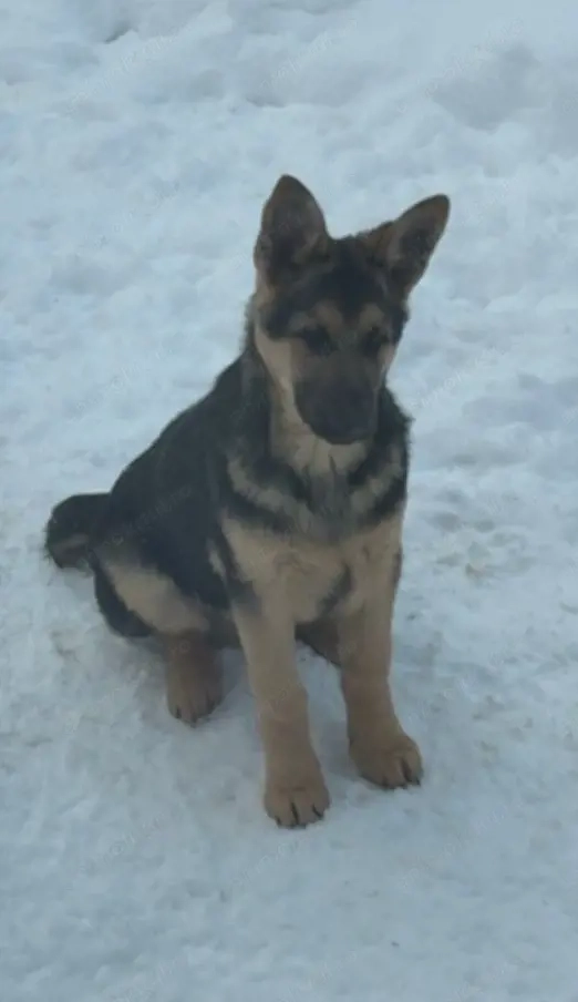 Vând pui ciobănesc german 