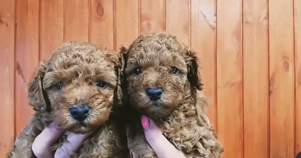 Vand catelusi Poodle ( Caniche ) mini Toy apricot 