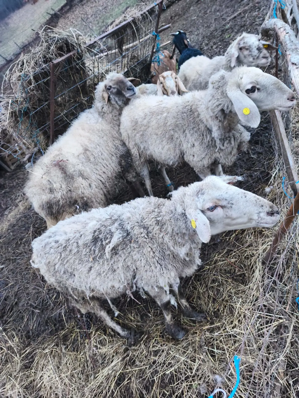 Oi cu  miei rasa de carne