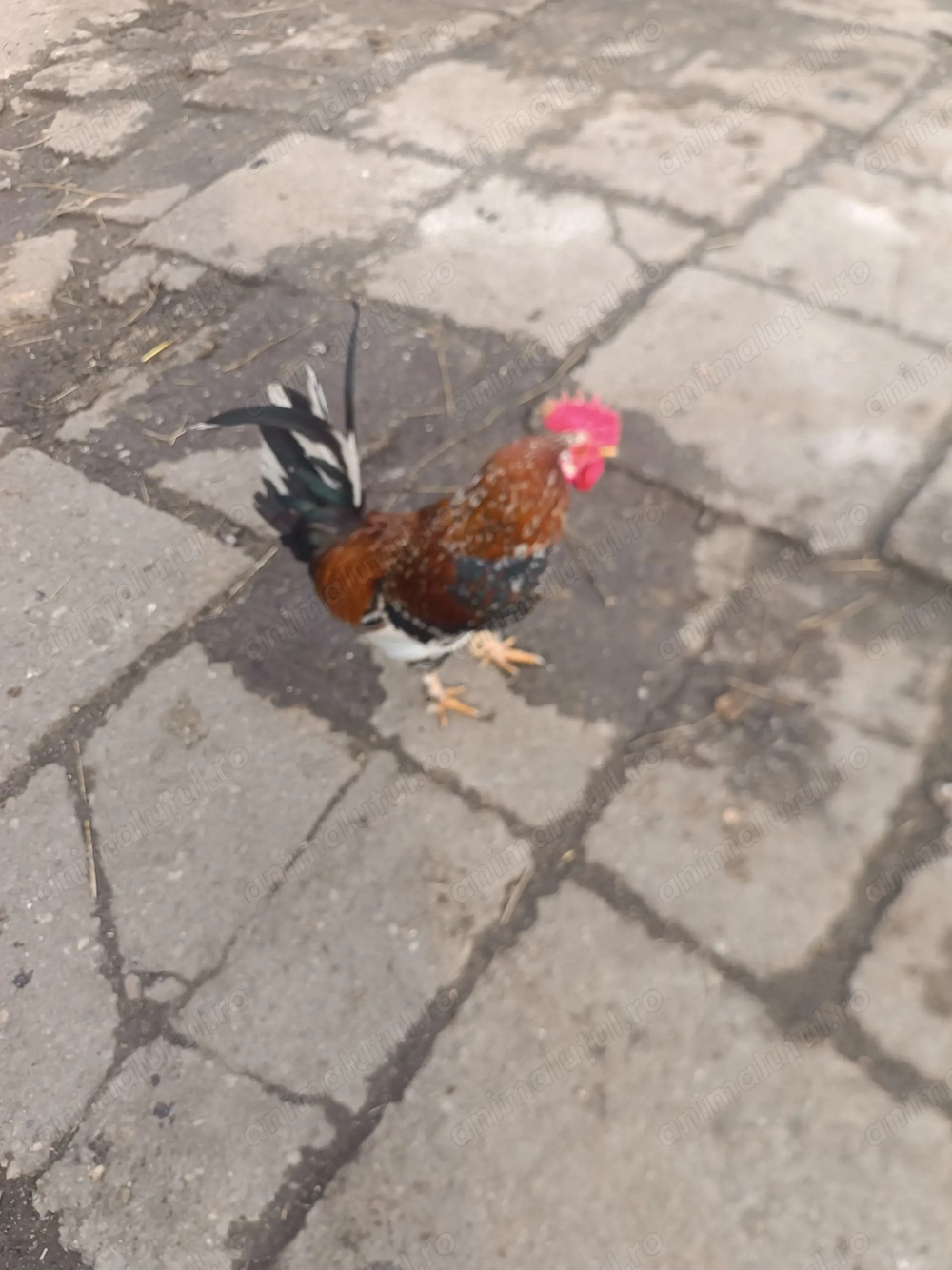 Vând cocosei pitici și cocoși găini tara