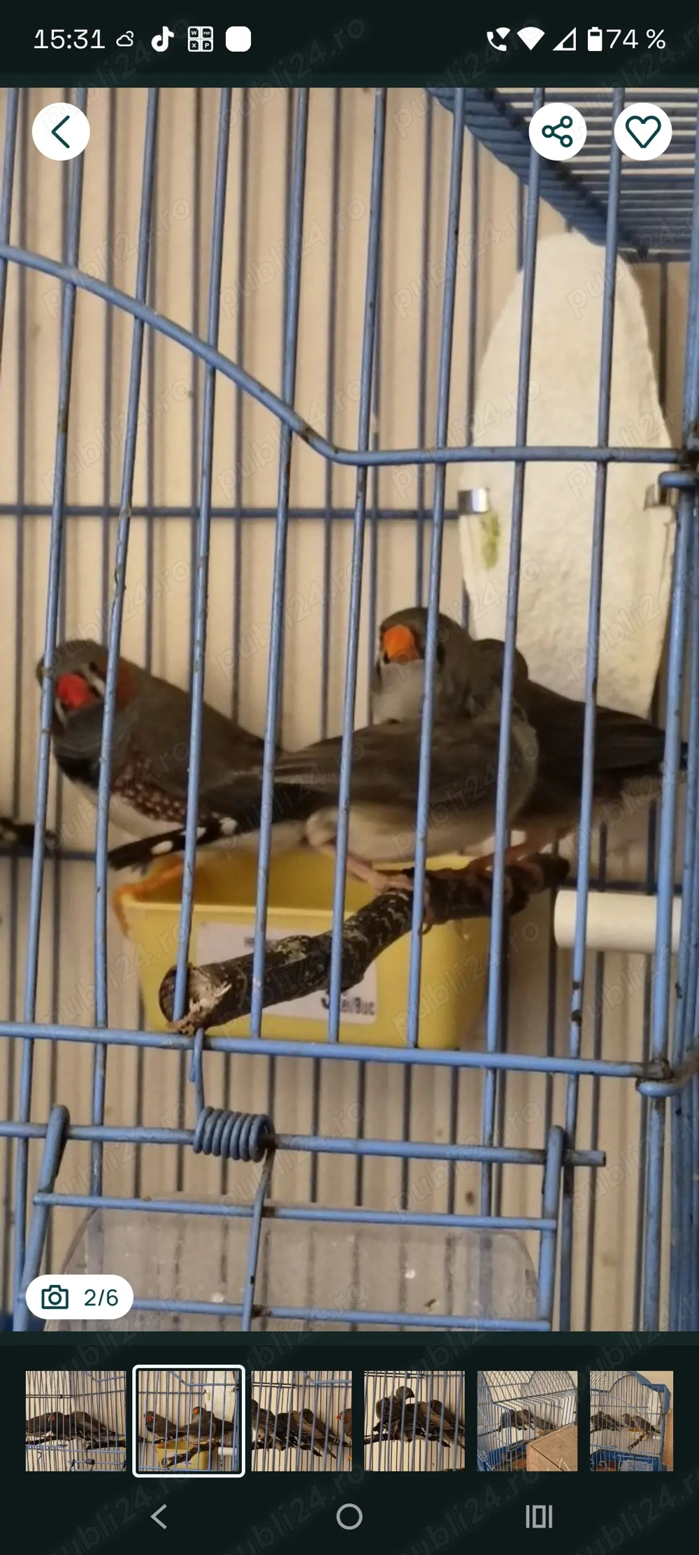 Zebrute australiene canari și gould amandina 