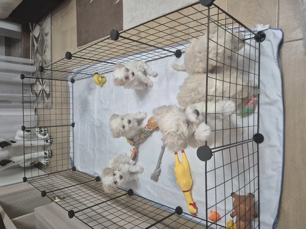 5 puiuti bichon frisé își caută casuta.