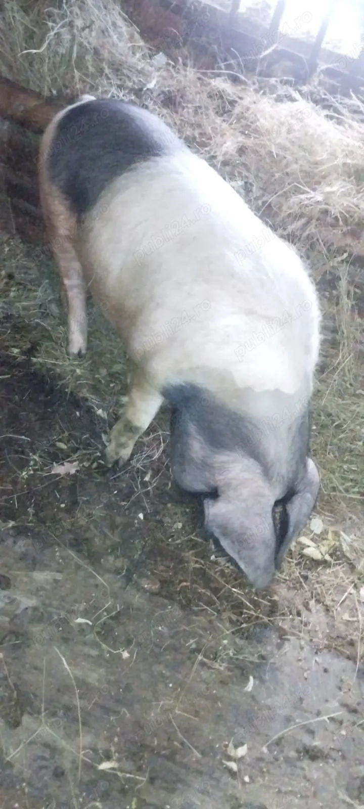 vand porc pentru sacrificare 