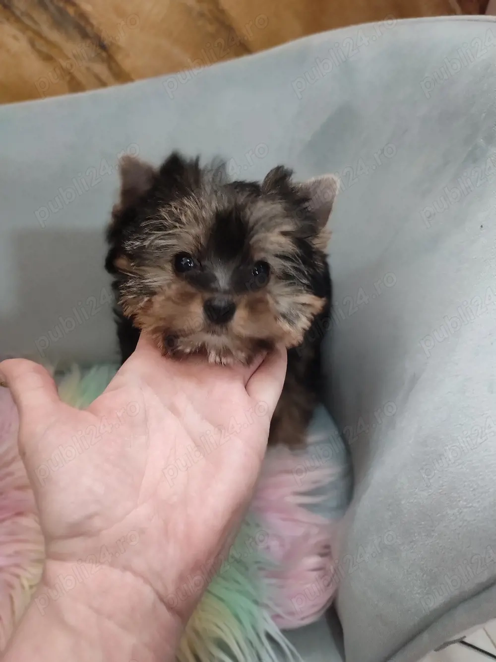 Yorkshire terrier mini toy