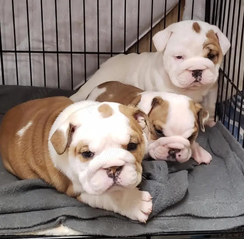 Pui de bulldog englez sănătoși și iubitori
