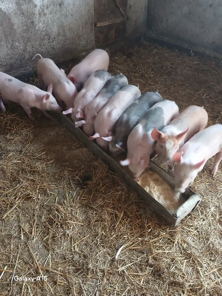 vând purcei rasa pietrean   