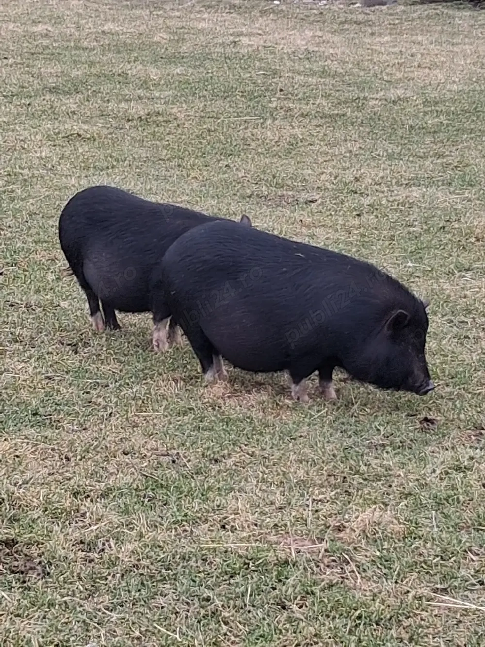 vand  porci vietnamezi