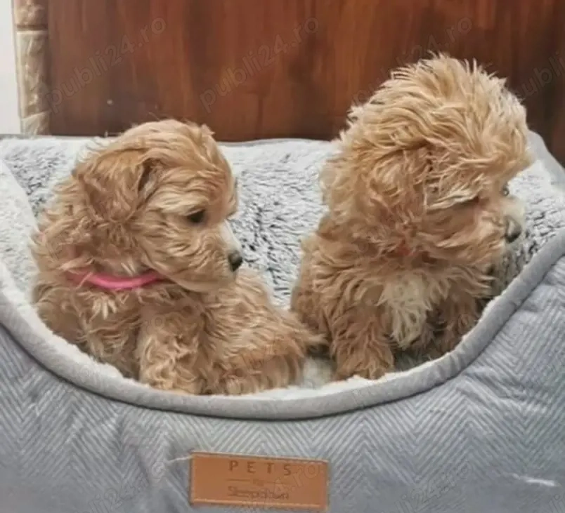 Pui de pudel frumoși și sănătoși