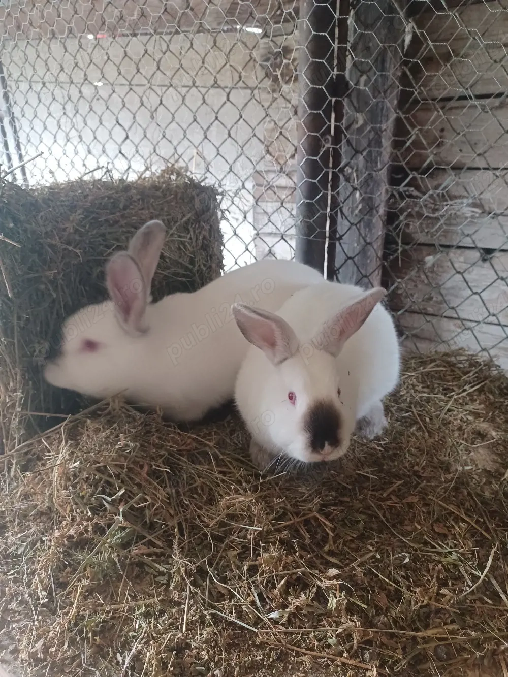 Urias de Transilvania