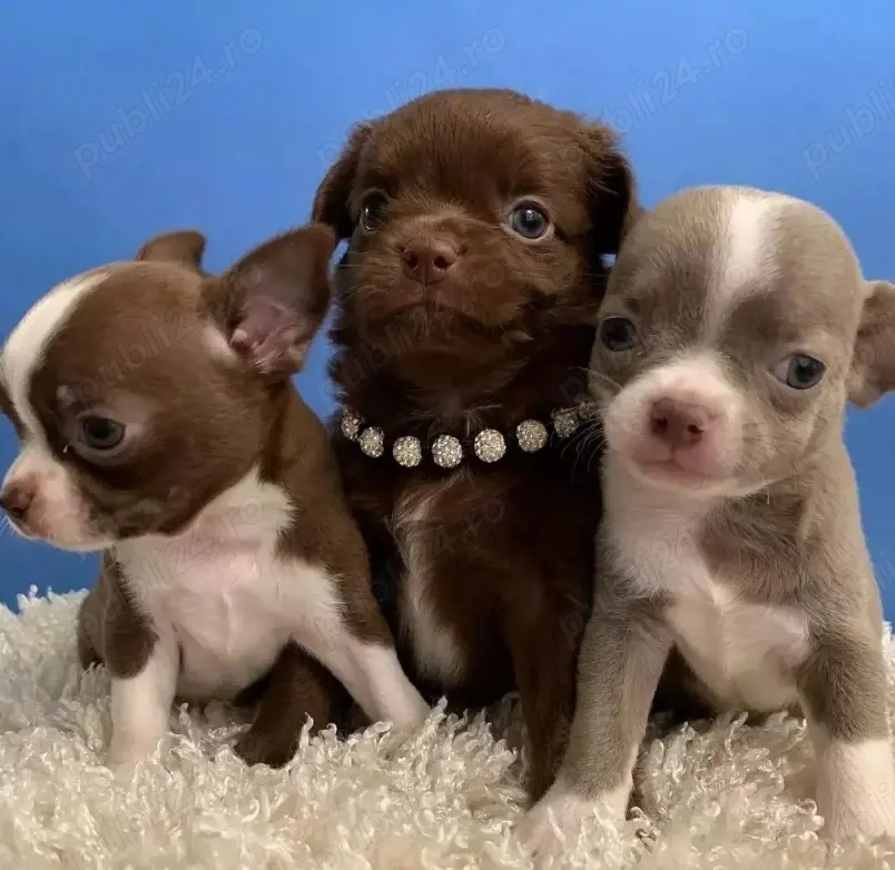 Pui de chihuahua sănătoși și bine dresați