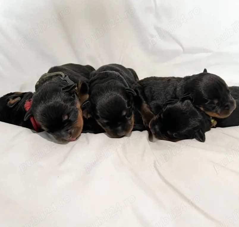 Pui de Rottweiler sănătoși 