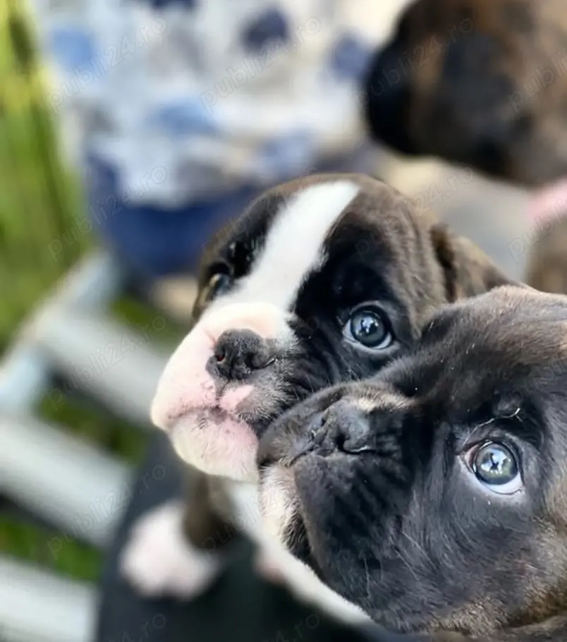 Pui de boxer premium 