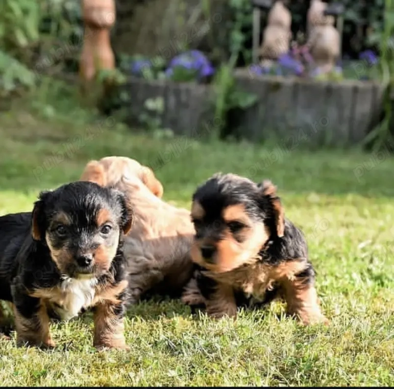 Pui de Yorkshire disponibili 